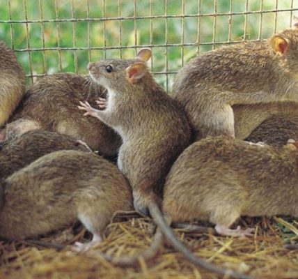 Lassa Fever: Nigeria to go after rats