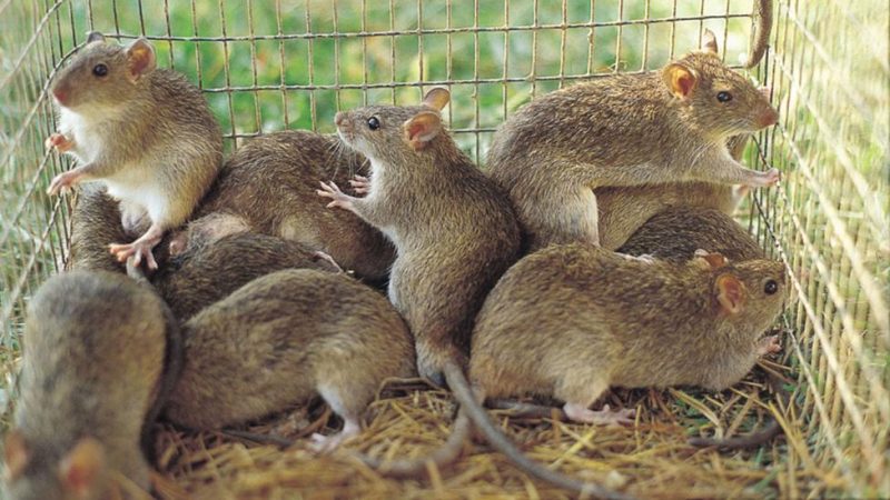 Lassa Fever: Nigeria to go after rats