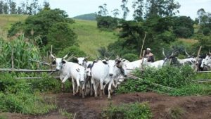 6 Feared Dead As Suspected Herders Attack Farming Community in Taraba State