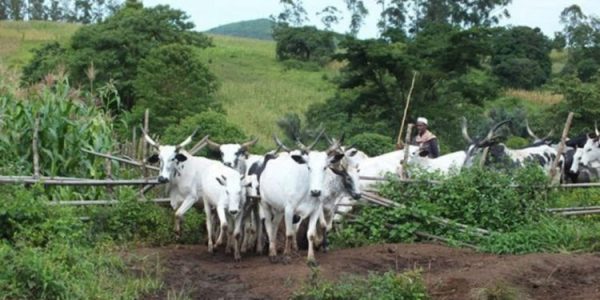 6 Feared Dead As Suspected Herders Attack Farming Community in Taraba State